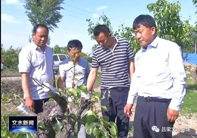 码头镇最新发展动态