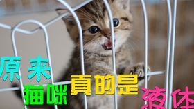 猫视频最新，探索猫咪世界的魅力与乐趣