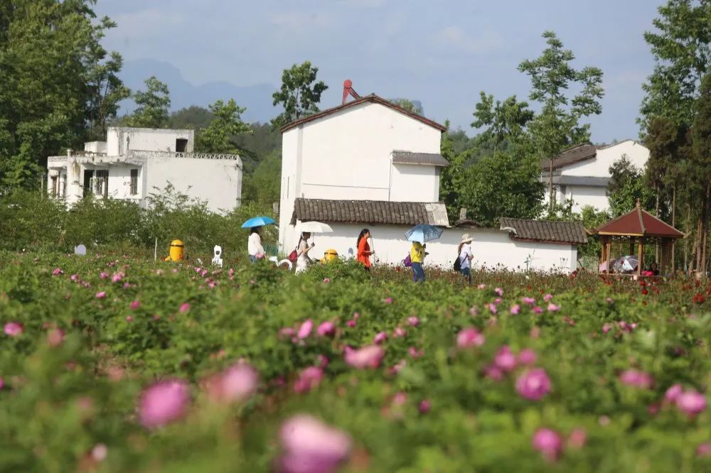 桐花乡最新动态，绽放的新时代乡村魅力