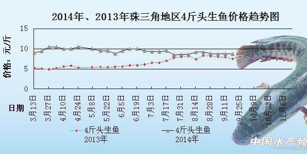 鱼最新行情分析